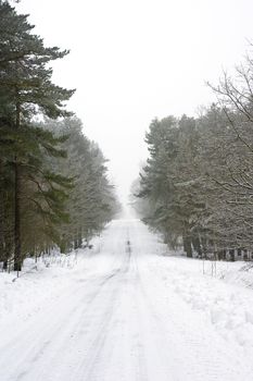 Snow covered road going into the distance through trees