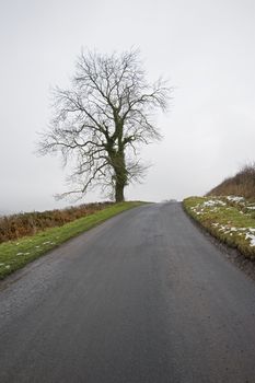 Single bare tree next to a country lane