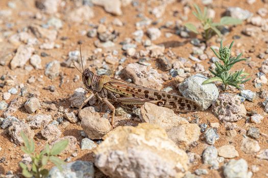 Grasshopper observed in the rocky desert near Jebel Al Faya, Sharja Emirates, United Arab Emirates, UAE