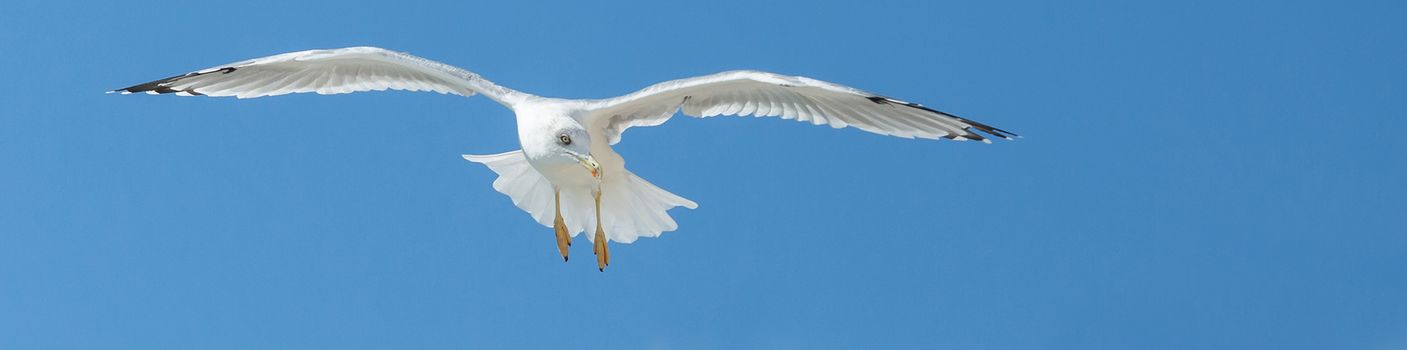 Seagull in flight against the blue sky, rising with spread wings. Close-up