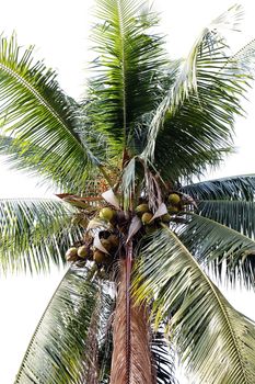 coconut farm, plantation coconut tree