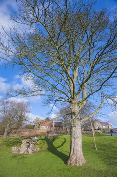 Large tree in park area green of rural countryside english village