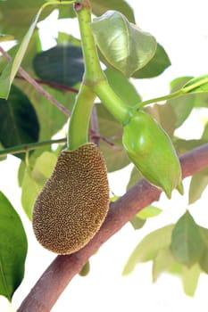 jackfruit, small jackfruit on jackfruit tree