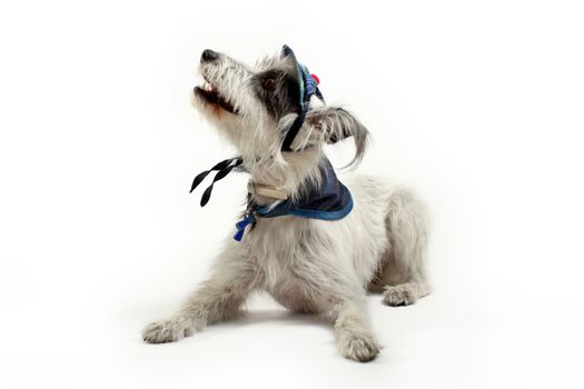 Dog in hat isolated on white background