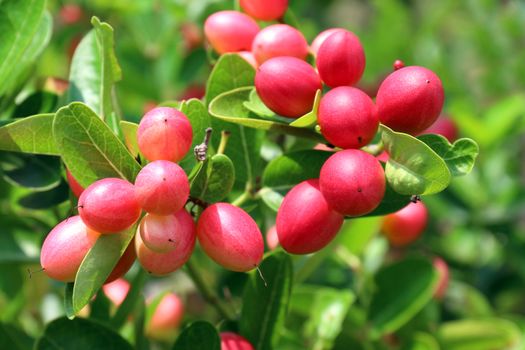 Carissa carandas, Carunda, Karonda seeds ripe pink or red colorful, tropical citrus karanda or koromcha fruit, Karanda(or carunda) fresh karanda(or Carunda)