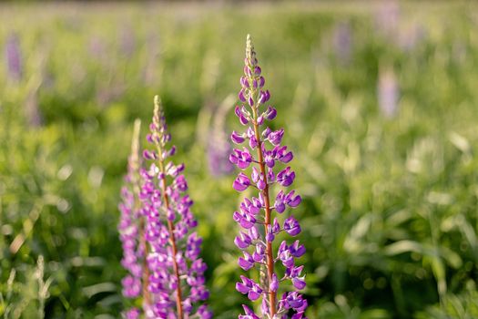 Lupin field with pink purple flowers. Bunch of lupines summer flower background. Blooming lupine flowers. field of lupines. Sunlight shines on plants. Gentle warm soft color. spring and summer flowers