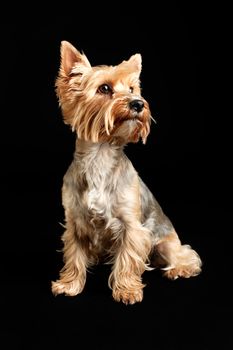 Yorkshire Terrier Dog isolated on black background