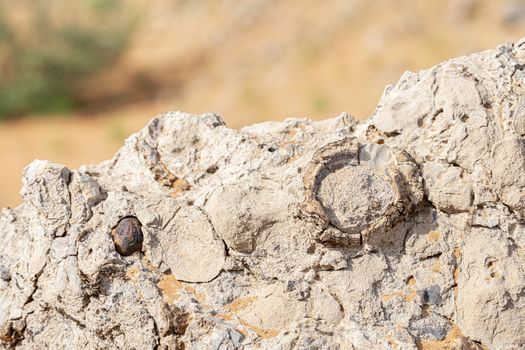 Fossils seen in the rocky desert near Jebel Al Faya, Sharja Emirates, United Arab Emirates, UAE