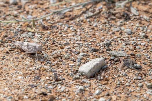 Grasshopper observed in the rocky desert near Jebel Al Faya, Sharja Emirates, United Arab Emirates, UAE