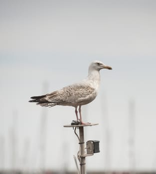 Wild juvenile herring gull larus argentatus seabird stood on top of boat mast in harbour