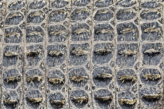 Texture background of Crocodile alligator skin. Closeup of real living alligator showing spikes in skin.