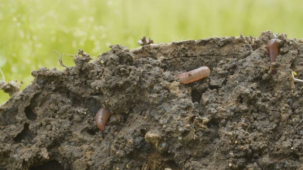 Worm crawling in freshly dug up soil. Earthworms close up. Macro shooting. Invertebrate life.