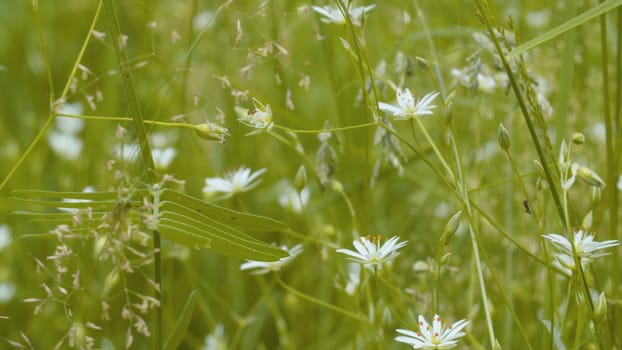 Close up view of the grass and small white wildflowers in summer on the lawn. Ant crawls on a stalk. Macro shooting. Seasonal scene. Natural background