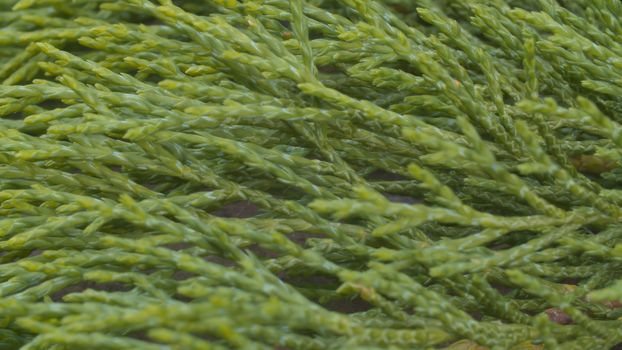 Close up view of the green plant on the wooden board. Macro shooting. Natural background