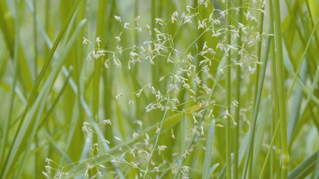 Close up view of the grass and small white wildflowers in summer on the meadow. Macro shooting. Seasonal scene. Natural background