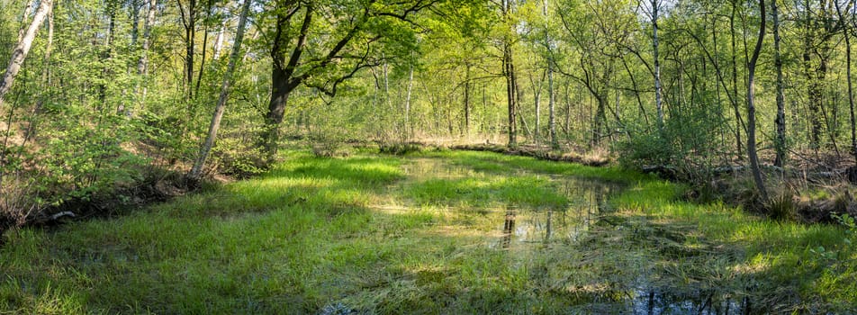 Panorama of a small pond, lake, in the Mastenbos forest in Kapellen, Belgium. Travel, tourism and nature.