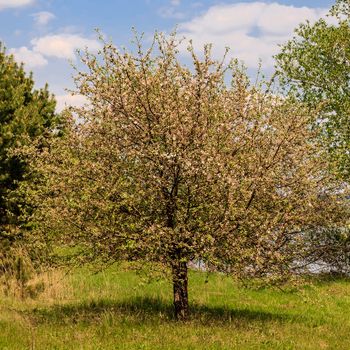 Flowers of the apple blossoms at spring season, May