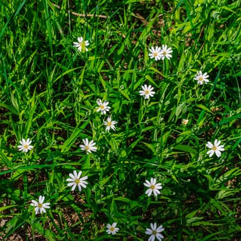 First white spring flowers in the forest at May