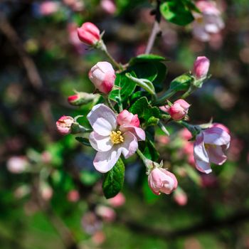 Flowers of the apple blossoms at spring season, May