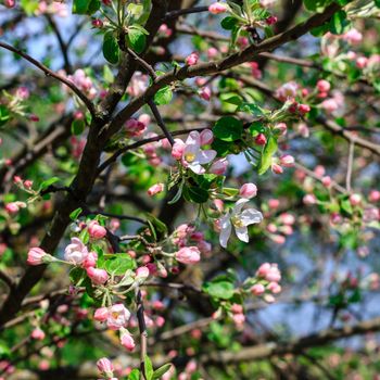 Flowers of the apple blossoms at spring season, May