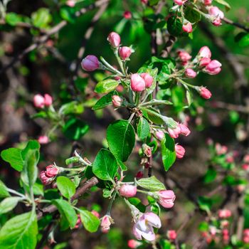 Flowers of the apple blossoms at spring season, May