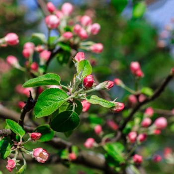 Flowers of the apple blossoms at spring season, May