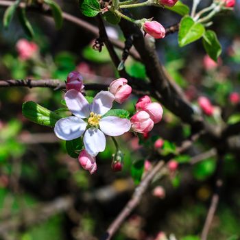 Flowers of the apple blossoms at spring season, May