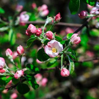 Flowers of the apple blossoms at spring season, May