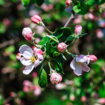 Flowers of the apple blossoms at spring season, May