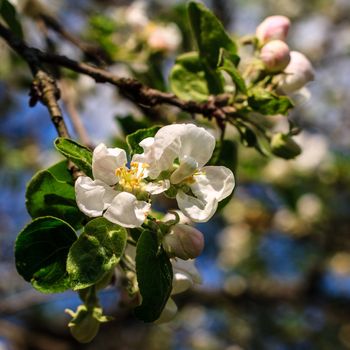 Flowers of the apple blossoms at spring season, May