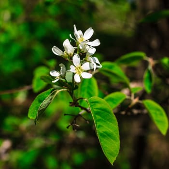 Flowers of the cherry blossoms on a spring day, May