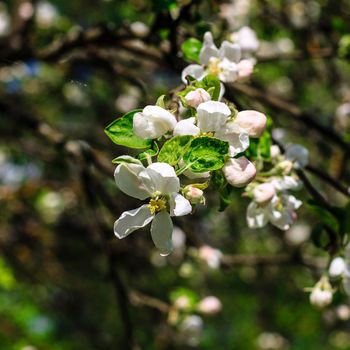 Flowers of the apple blossoms at spring season, May