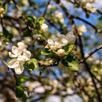 Flowers of the apple blossoms at spring season, May