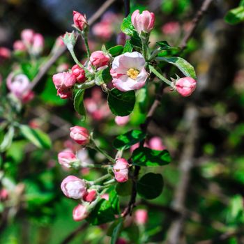 Flowers of the apple blossoms at spring season, May