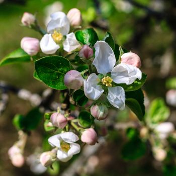 Flowers of the apple blossoms at spring season, May