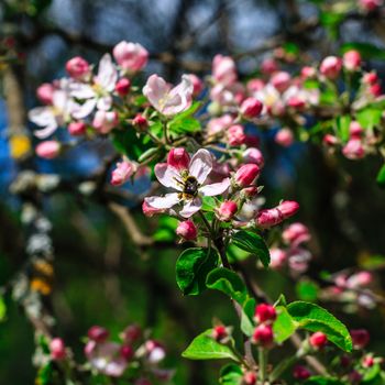 Flowers of the apple blossoms at spring season, May