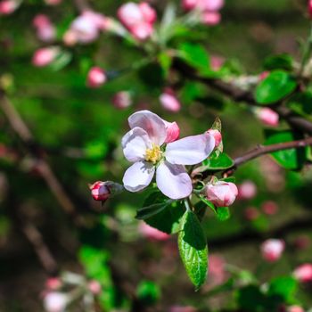 Flowers of the apple blossoms at spring season, May