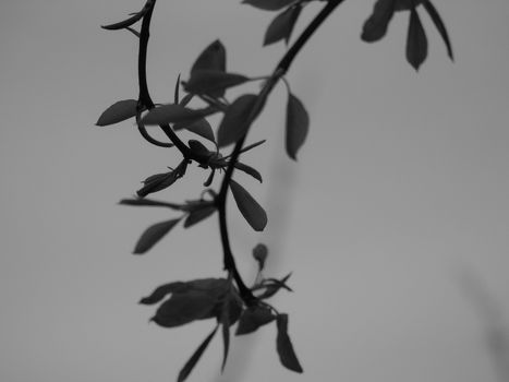 Genova, Italy - 06/29/2020: Beautiful floral spring abstract background of nature. Branches of blossoming apricot macro with soft focus on gentle light blue sky background.