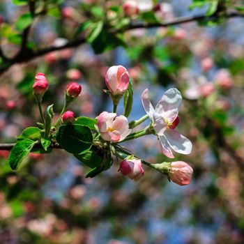 Flowers of the apple blossoms at spring season, May