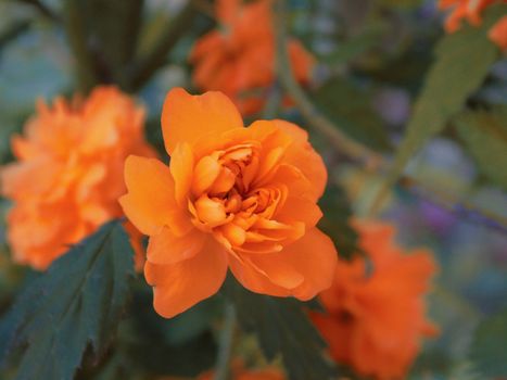 Genova, Italy - 06/29/2020: Beautiful floral spring abstract background of nature. Branches of blossoming apricot macro with soft focus on gentle light blue sky background.