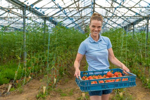 harvested organic tomatoes in a greenhouse, stored in crates. woman carrying boxes with tomatoes