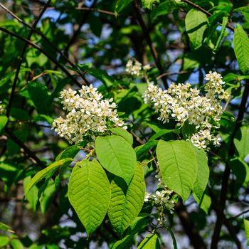 bird-cherry tree at spring season, May