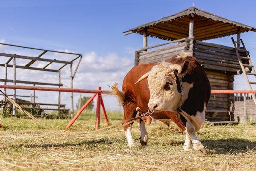 Year of the bull 2021. Bull zodiac symbol of the year 2021.The concept of livestock and organic food. Year of the bull 2021 eastern horoscope in green countryside. New year and merry christmas picture