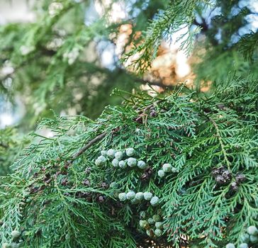 Blooming Thuja Arbovitaes conifer tree with healing attitudes