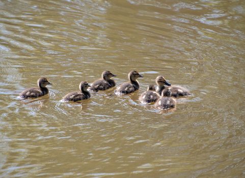 Mallard ducklings swimming on a lake