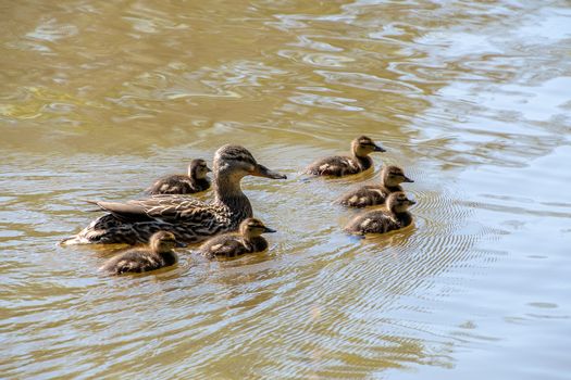 Female Mallard duck with her ducklings