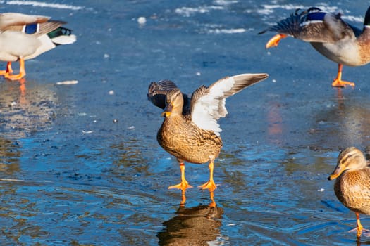 Female Mallard duck standing on a frozen lake spreading wings in the sun.