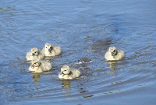 Baby goslings swimming on a lake