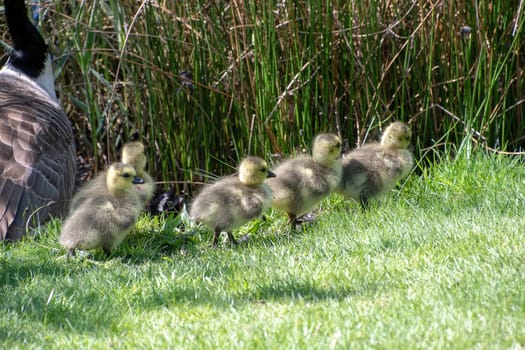 Baby goslings walking around on the grass