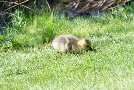 Baby gosling looking for food in the grass